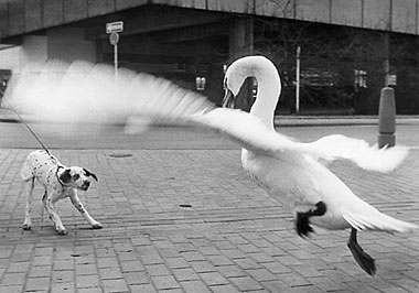 Schwan attackiert erschrockenen Hund